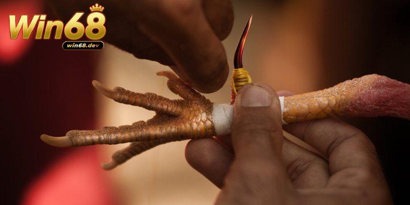 Đá gà cựa sắt Win68 - Đấu trường kịch tính không thể bỏ lỡ 1 Đá gà cựa sắt