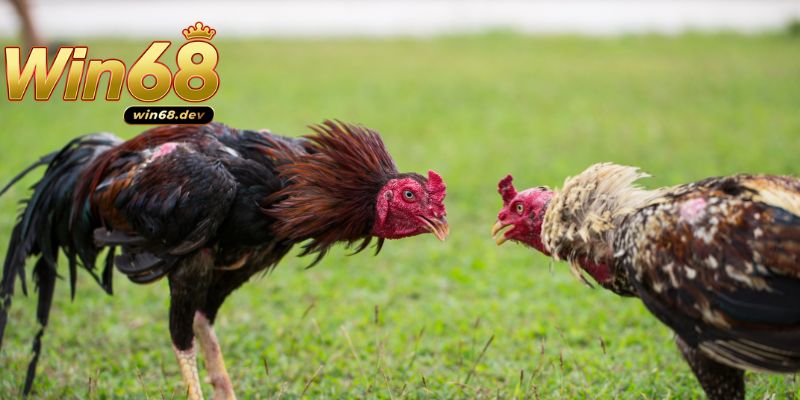 Đa dạng loại hình có ở đá gà Win68