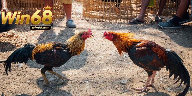 Nhiều ưu điểm vượt bậc ở đá gà win68